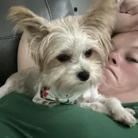 Zoe , a female Yorkshire Terrier for sale in Cullman, AL – Photo 1 of 7