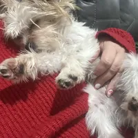 Zoe , a female Yorkshire Terrier for sale in Cullman, AL – Photo 6 of 7