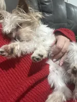 Zoe , a female Yorkshire Terrier for sale in Cullman, AL – Photo 6 of 7