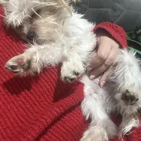 Zoe , a female Yorkshire Terrier for sale in Cullman, AL – Photo 7 of 7