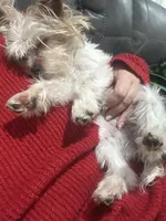 Zoe , a female Yorkshire Terrier for sale in Cullman, AL – Photo 7 of 7