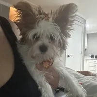 Zoe , a female Yorkshire Terrier for sale in Cullman, AL – Photo 2 of 7