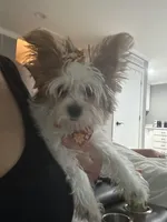 Zoe , a female Yorkshire Terrier for sale in Cullman, AL – Photo 2 of 7