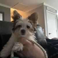 Zoe , a female Yorkshire Terrier for sale in Cullman, AL – Photo 3 of 7