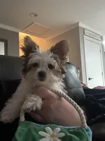 Zoe , a female Yorkshire Terrier for sale in Cullman, AL – Photo 3 of 7