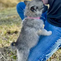Princess Rose, a female Norwegian Elkhound for sale in Wetmore, CO – Photo 3 of 6