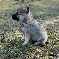 Princess Rose, a female Norwegian Elkhound for sale in Wetmore, CO – Photo 5 of 6