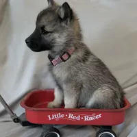 Princess Rose, a female Norwegian Elkhound for sale in Wetmore, CO – Photo 4 of 6