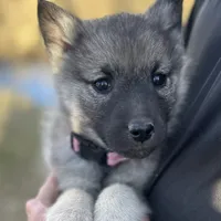 Princess Rose, a female Norwegian Elkhound for sale in Wetmore, CO – Photo 2 of 6