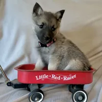 Princess Rose, a female Norwegian Elkhound for sale in Wetmore, CO – Photo 1 of 6