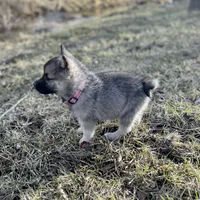 Princess Rose, a female Norwegian Elkhound for sale in Wetmore, CO – Photo 6 of 6