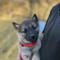 Prince William, a male Norwegian Elkhound for sale in Wetmore, CO – Photo 1 of 5