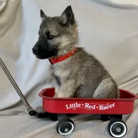 Prince William, a male Norwegian Elkhound for sale in Wetmore, CO – Photo 2 of 5