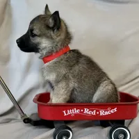 Prince William, a male Norwegian Elkhound for sale in Wetmore, CO – Photo 4 of 5