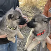Prince William, a male Norwegian Elkhound for sale in Wetmore, CO – Photo 5 of 5