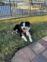 Willow, a female Australian Shepherd for sale in Fort Myers, FL – Photo 5 of 5