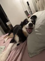 Willow, a female Australian Shepherd for sale in Fort Myers, FL – Photo 3 of 5