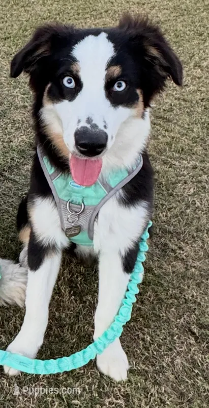 Willow – Australian Shepherd puppy for sale in Fort Myers, FL