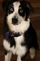 Willow, a female Australian Shepherd for sale in Fort Myers, FL – Photo 2 of 5