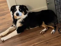 Willow, a female Australian Shepherd for sale in Fort Myers, FL – Photo 4 of 5