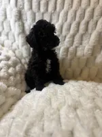 Jupiter , a male Poodle - Miniature  for sale in San Antonio, TX – 5 of 10