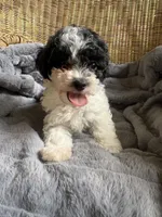 Sunny , a female Poodle - Miniature  for sale in Malvern, AR – 2 of 8