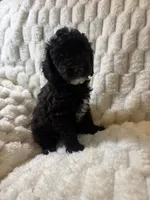 Jupiter , a male Poodle - Miniature  for sale in San Antonio, TX – 6 of 10
