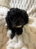Venus , a female Poodle - Miniature  for sale in San Antonio, TX – 3 of 6
