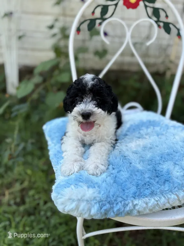 Stormy  – Poodle - Miniature  puppy for sale in Malvern, AR