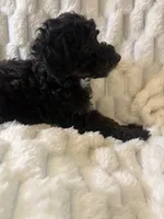 Saturn , a male Poodle - Miniature  for sale in San Antonio, TX – 7 of 8