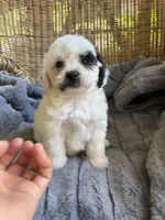 Jack , a male Maltipoo for sale in Malvern, AR – 5 of 5