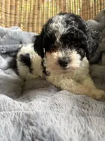 Sunny , a female Poodle - Miniature  for sale in Malvern, AR – 5 of 8