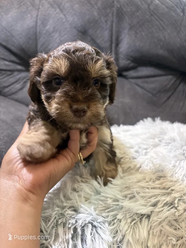 Sandy  – Yorkipoo puppy for sale in San Antonio, TX