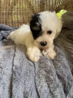 Treasure , a female Maltipoo for sale in Malvern, AR – 2 of 2