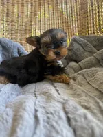 Watson, a male Yorkshire Terrier for sale in Malvern, AR – 3 of 5