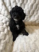 Venus , a female Poodle - Miniature  for sale in San Antonio, TX – 2 of 6