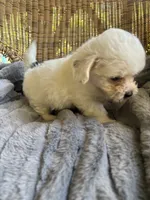 Jack , a male Maltipoo for sale in Malvern, AR – 4 of 5