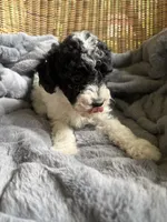 Stormy , a male Poodle - Miniature  for sale in Malvern, AR – 2 of 5