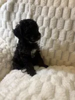 Saturn , a male Poodle - Miniature  for sale in San Antonio, TX – 5 of 8