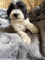 Stormy , a male Poodle - Miniature  for sale in Malvern, AR – 5 of 5