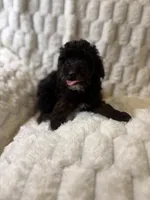 Saturn , a male Poodle - Miniature  for sale in San Antonio, TX – 4 of 8