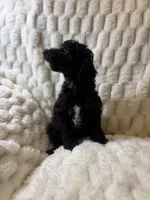 Jupiter , a male Poodle - Miniature  for sale in San Antonio, TX – 3 of 10