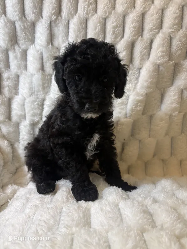 Jupiter  – Poodle - Miniature  puppy for sale in San Antonio, TX