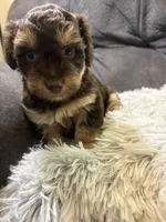 Sandy , a female Yorkipoo for sale in San Antonio, TX – 6 of 8