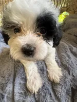 Pearl, a female Maltipoo for sale in Malvern, AR – 2 of 5