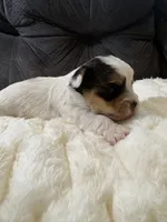 George Clooney , a male Yorkshire Terrier for sale in San Antonio, TX – Photo 5 of 9