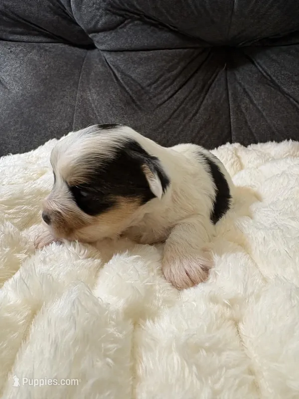 George Clooney  – Yorkshire Terrier puppy for sale in San Antonio, TX