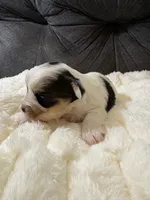 George Clooney , a male Yorkshire Terrier for sale in San Antonio, TX – Photo 1 of 9