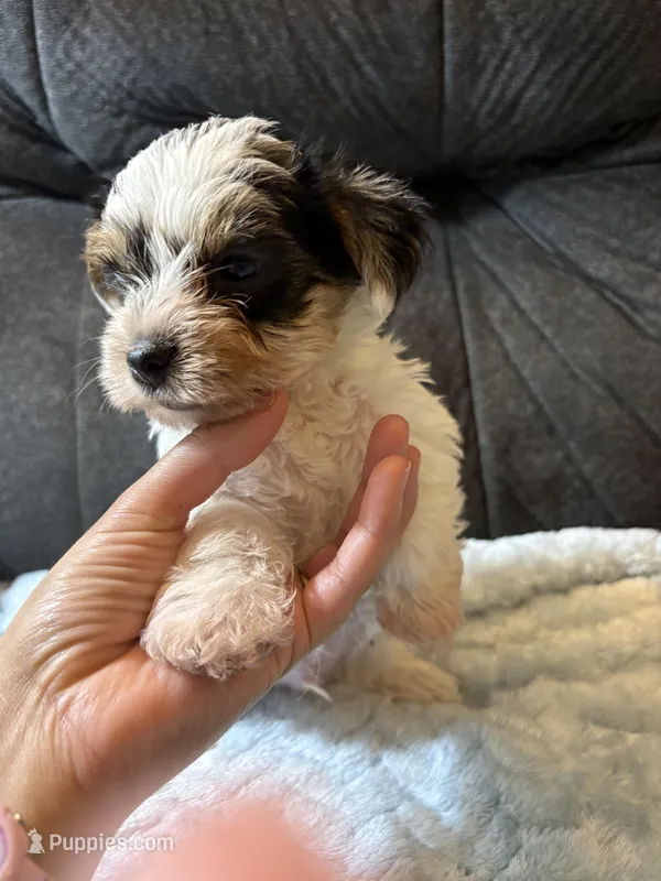 George Clooney  – Yorkshire Terrier puppy for sale in San Antonio, TX