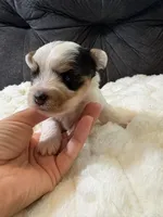 George Clooney , a male Yorkshire Terrier for sale in San Antonio, TX – Photo 3 of 9